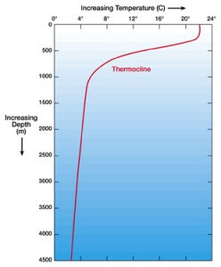 thermocline